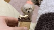 道枝駿佑の愛犬の画像3匹の名前・犬種・値段についてまとめ！